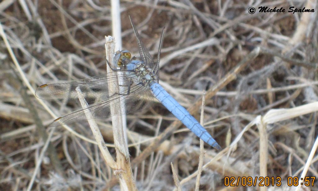 id libellula blu - Orthetrum brunneum